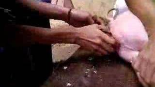 Capar un Marrano