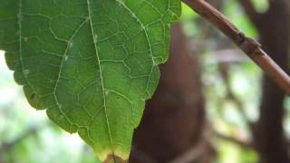 SONY TX9 TEST