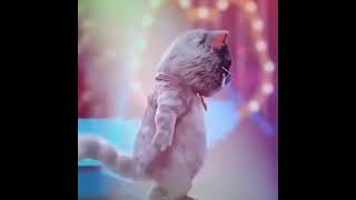 Funny Cats Dancing #funnycats #funny