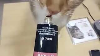 Паста для кошек для выведения шерсти "Malt Soft Extra"