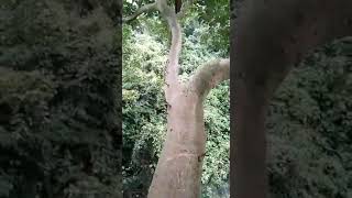 Mengambil madu lebah liar di rimba sumatera Muara Labuh Solok Selatan ( Ekstrem )