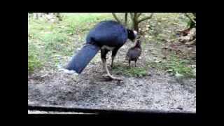northern helmeted curassow chick hatched at White Oak