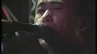 P-MODEL - Zebra (live)