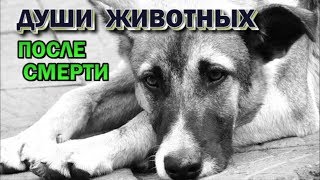 Астрал. Попадают ли в астрал домашние животные. Души животных после смерти