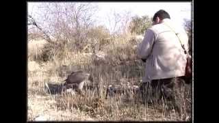Reproductor Accipiter Gentilis Buteoide y la Caza Real