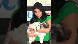 ¿PERRITOS BEBÉS O NOVIO? ????