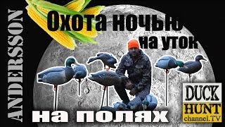 #Охота на уток. Ночь. Кукуруза. Дробь номер 7