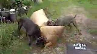 Neapolitan Mastiffs shredding large freight air bag