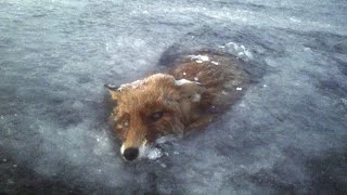 22 Шокирующих Животных Замерших Во Льду