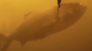 Подводная охота в Жару перед Грозой. Сезон 2017