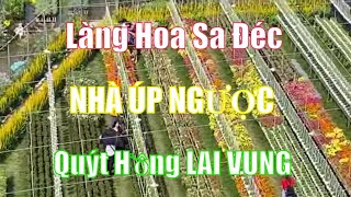 Du Lịch Sa Đéc: Làng Hoa Sa Đéc - Nhà Úp Ngược - Vườn Quýt Hồng Lai Vung