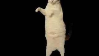 Kitty kat dance
