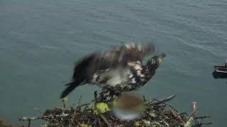 Sub-adult BE on Audubon BH Nest at 8:10 am EDT 2018 07 26