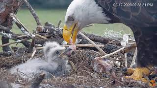 ~ Eagle Country Floryda - Karmienia maluszków ~ Bieliki Amerykańskie