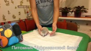 Как правильно брать ежика на руки