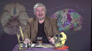 Наука и Мозг |Открытие электрической возбудимости| 011