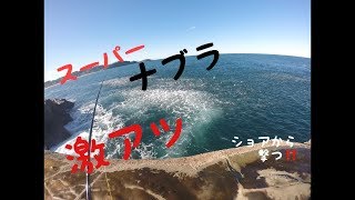 大漁のナブラ⁉ショアからナブラ撃ち！Bait ball ! Fishing from shore !