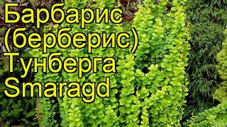 Барбарис тунберга Смарагд. Краткий обзор, описание характеристик berberis thunbergii Smaragd