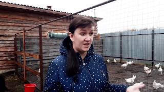 КАКИХ КУР ПОКУПАТЬ, ЧТОБЫ ЯЙЦО БЫЛО КРУГЛЫЙ ГОД!?