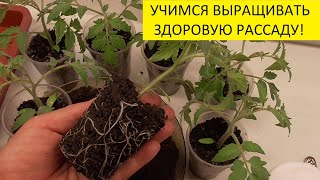 ЗАЧЕМ СНАЧАЛА МАЛЕНЬКИЕ СТАКАНЫ, А ПОТОМ - БОЛЬШИЕ? 