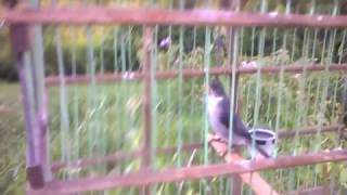chorão canto quie