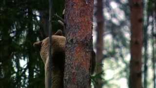 Expeditionen ins Tierreich - Finnland: Braunbärjunges (HD 1/2)