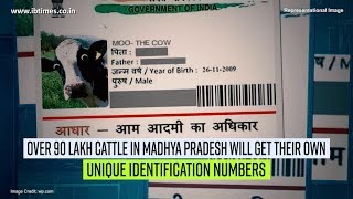 Madhya Pradesh's 90 lakh cattle to get Aadhaar-like UID numbers of their own