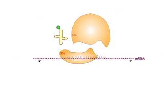 Protein Synthesis Inhibitors antibiotics animation video