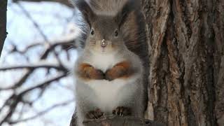 Ещё одна симпатичная белка / Another cute squirrel
