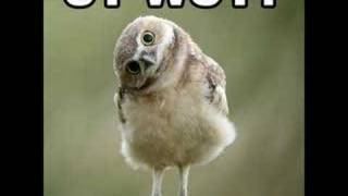 LOL  Cats