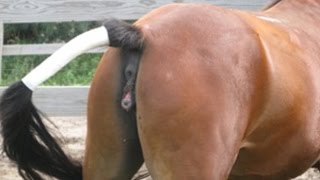 Mare in Heat