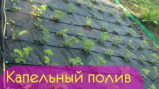 #Капельный полив на огороде. #Система капельного полива. Плюсы и минусы. Juliy@