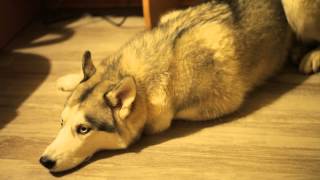 Хаски провинилась \ guilty husky