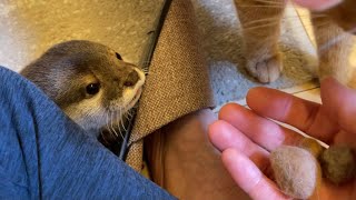 カワウソさくら カワウソと猫の毛玉で遊んでみた played with otters and cat hairballs