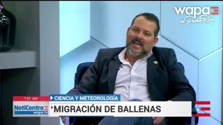 Ciencia y Meteorología: Migración de ballenas al Caribe