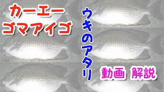 #1　カーエーのアタリ解説　イメージ動画　初心者用　【沖縄　釣り】　【Fishing】