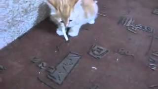 Как отучить кота курить!прикол!
