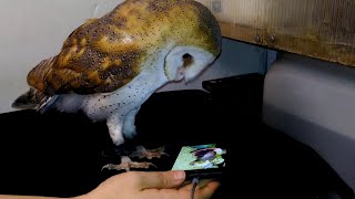 Совиный контроль качества