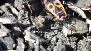 жуки - солдатики, клоп - солдатик ( Firebug ) макросъёмка, макро, макрообъектив, macro