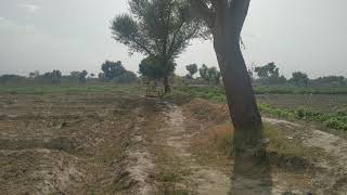 Our village fields in jampur