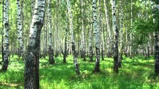 Фильм.wmv"Берёза..."