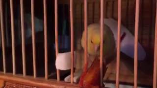 Русский кенар против пальца из за дольки Ливанской хурмы. Russian Canary