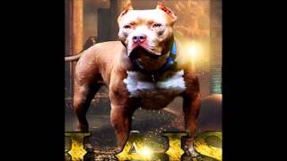 Champagne Pitbull  Blue Fawn