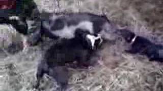 Bulldog and jagdterrier 2