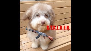 S.T.A.L.K.E.R.  SERIES !!! ШОК!! ДАИВДКУ УБИЛ КРОВОСОС!!!