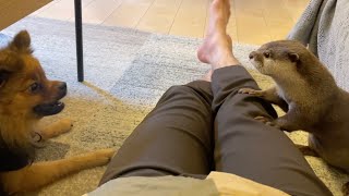 カワウソさくらのポメラニアンと仲良くなろう大作戦 Operation Befriend the Otter Pomeranian