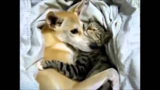 Как кошка с собакой