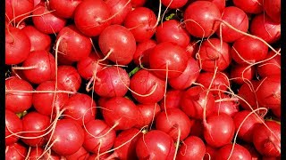 Выращивание редиса в теплице зимой / Бизнес идея