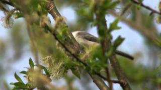 Singing Bird Willow Tit 　コガラ　さえずり
