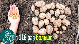 Сверхурожай из миниклубней ???? Посадка и выращивание картофеля Опыты Гордеевых